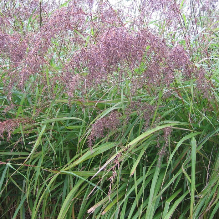 East Indian Lemongrass Seeds - Herbal Plant