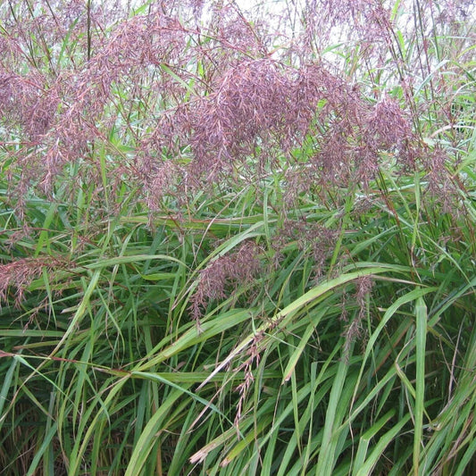 East Indian Lemongrass Seeds - Herbal Plant