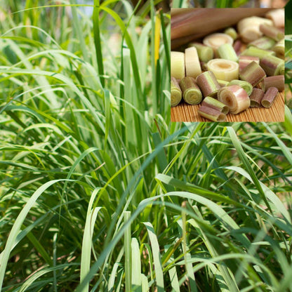 East Indian Lemongrass Seeds - Herbal Plant