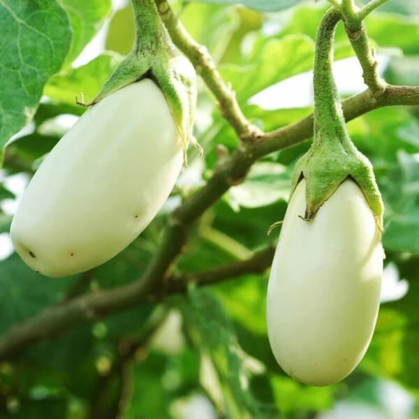 Easter Egg Plant Seeds 