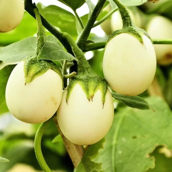 Easter Egg Plant Seeds 