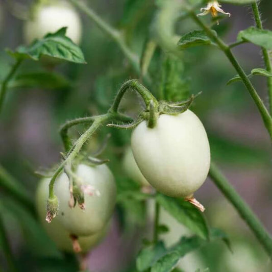 Easter Egg Plant Seeds 