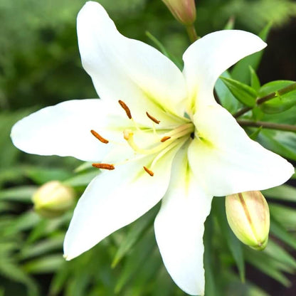 Easter Lily Seeds - Flower Plant