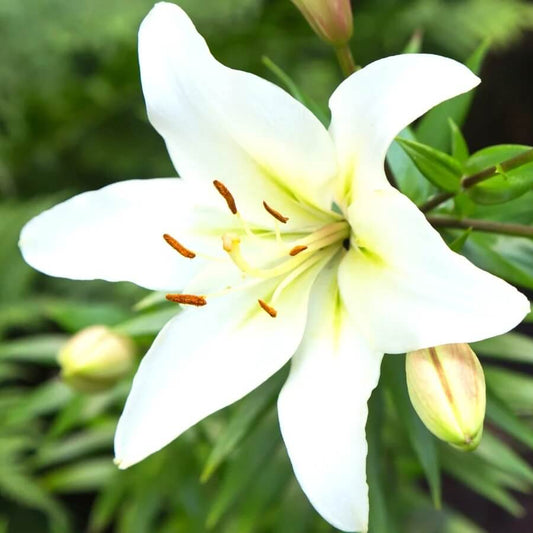 Easter Lily Seeds - Flower Plant