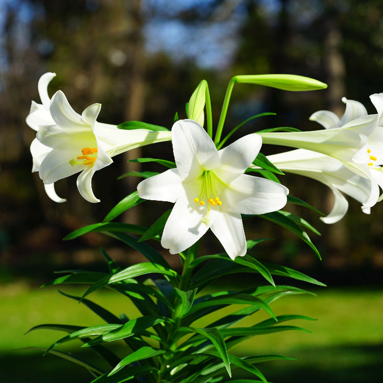 Easter Lily Seeds - Flower Plant