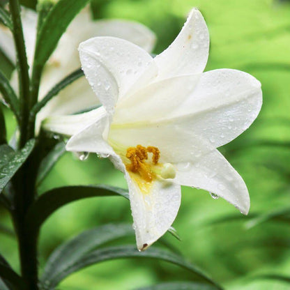 Easter Lily Seeds - Flower Plant