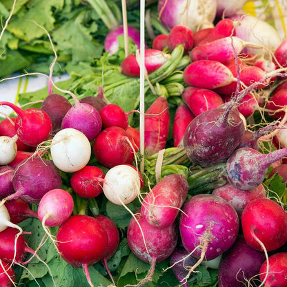 Easter egg radish seeds - Vegetable Plant
