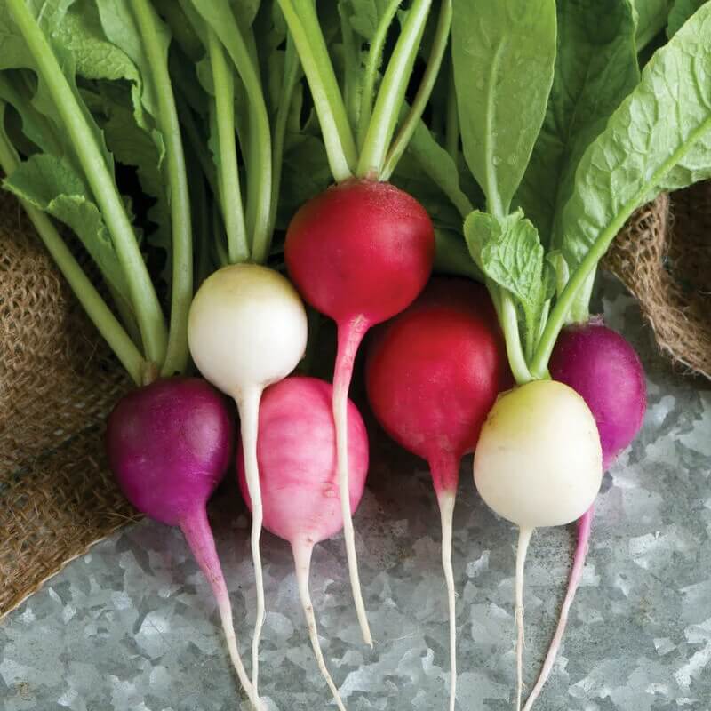 Easter egg radish seeds - Vegetable Plant