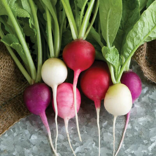 Easter egg radish seeds - Vegetable Plant