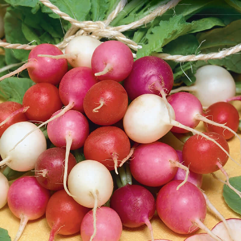 Easter egg radish seeds - Vegetable Plant