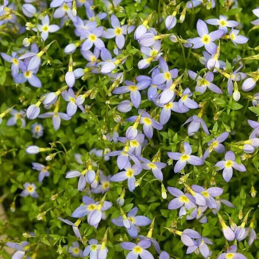 Eastern Bluets Seeds