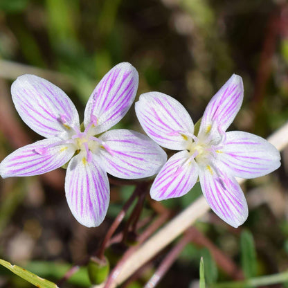 Eastern Fairy Virginia Spring Beauty Seeds