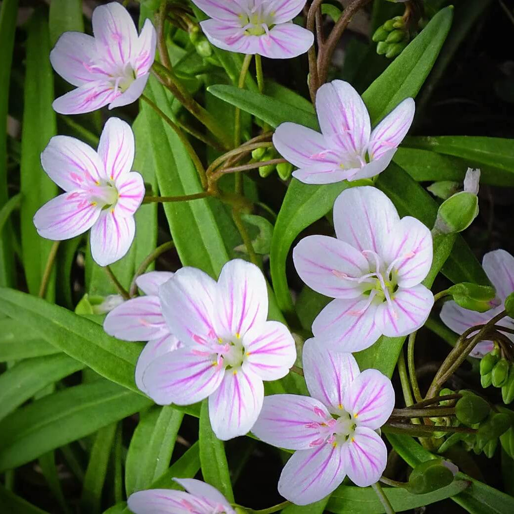 Eastern Fairy Virginia Spring Beauty Seeds