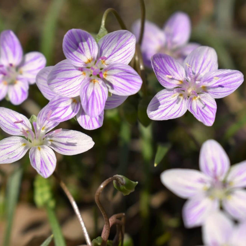 Eastern Fairy Virginia Spring Beauty Seeds
