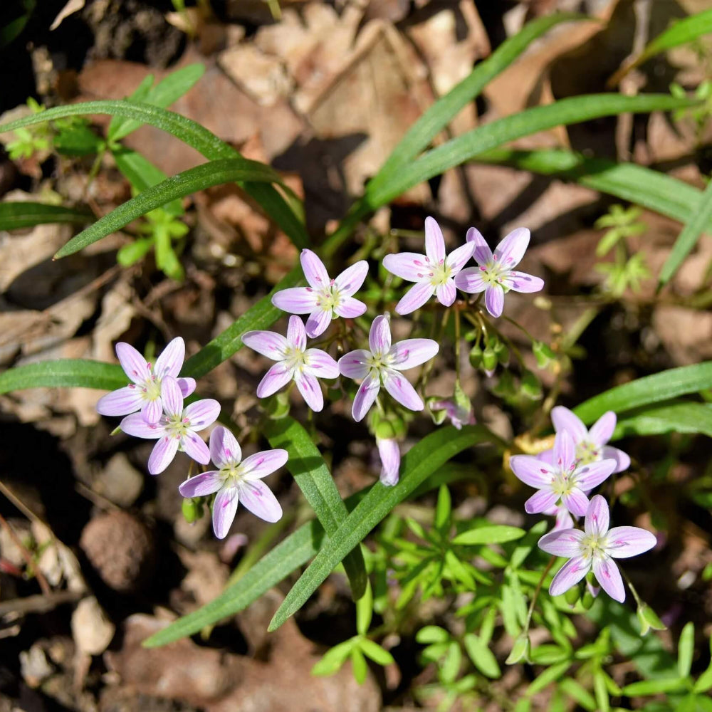 Eastern Fairy Virginia Spring Beauty Seeds