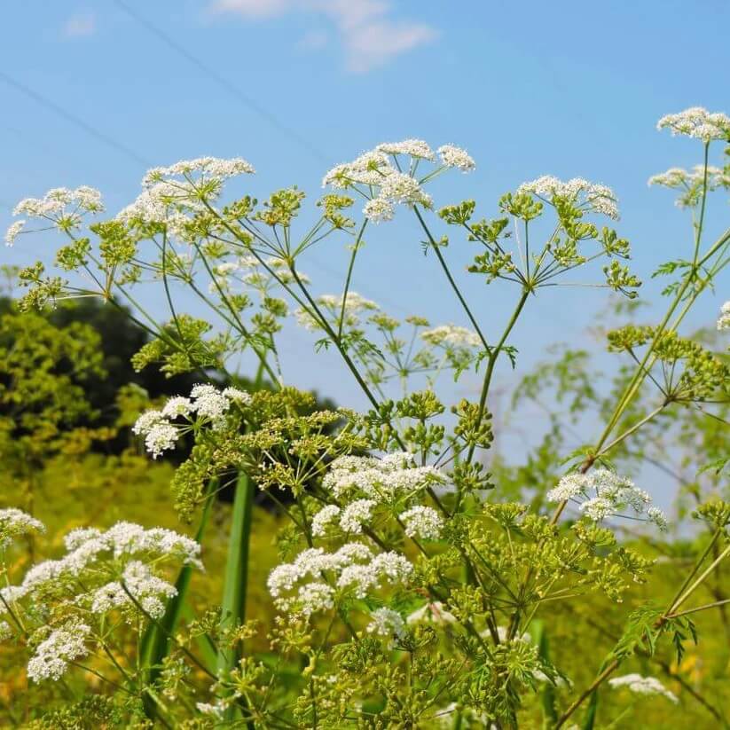 Eastern Hemlock  Seeds