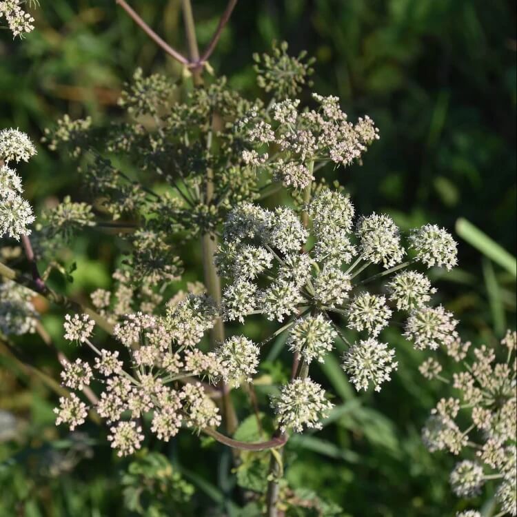 Eastern Hemlock  Seeds