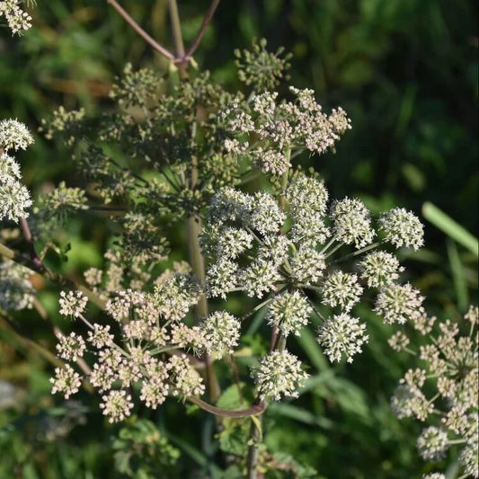 Eastern Hemlock  Seeds