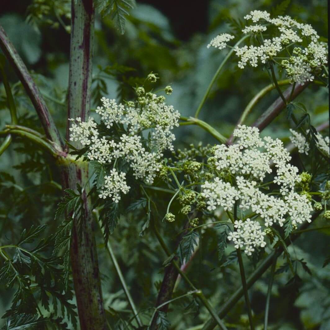 Eastern Hemlock  Seeds