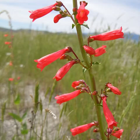 Eatonâ€™s Firecracker Penstemon Seeds 