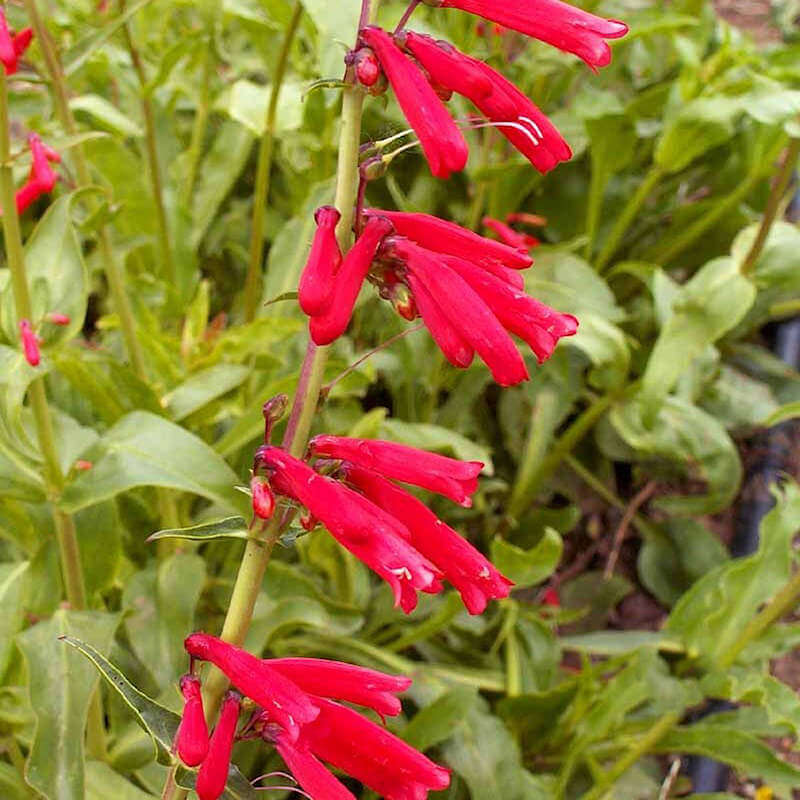 Eatonâ€™s Firecracker Penstemon Seeds 