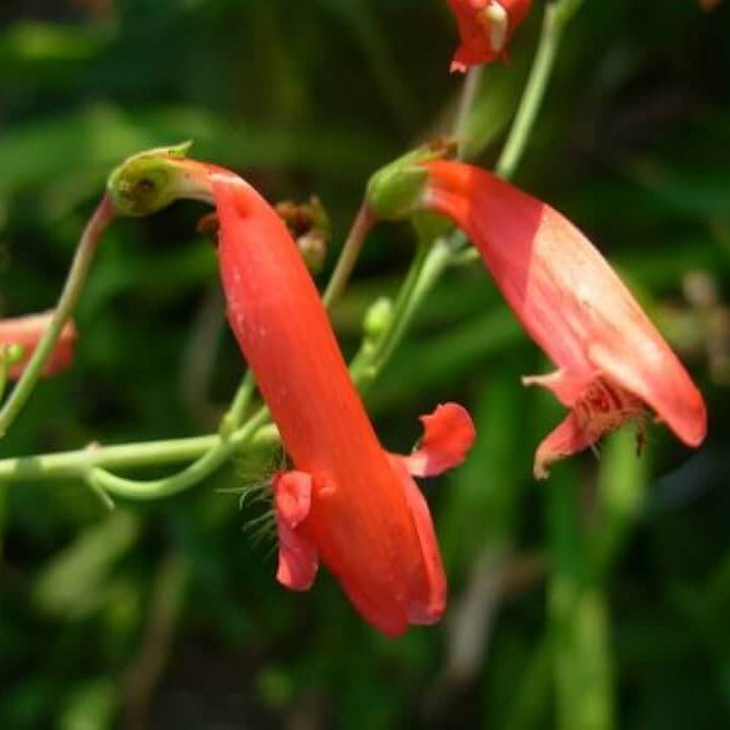 Eatonâ€™s Firecracker Penstemon Seeds 