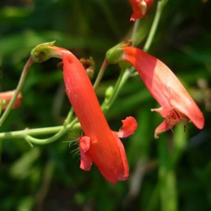 Eatonâ€™s Firecracker Penstemon Seeds 