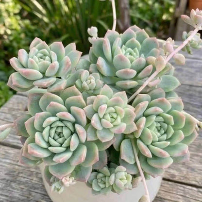 Echeveria Seeds - Succulent Plant Seeds for Home Gardens