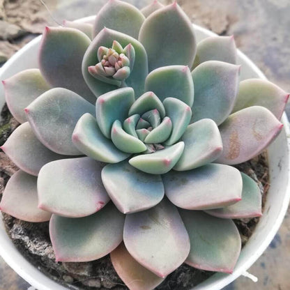 Echeveria Seeds - Succulent Plant Seeds for Home Gardens