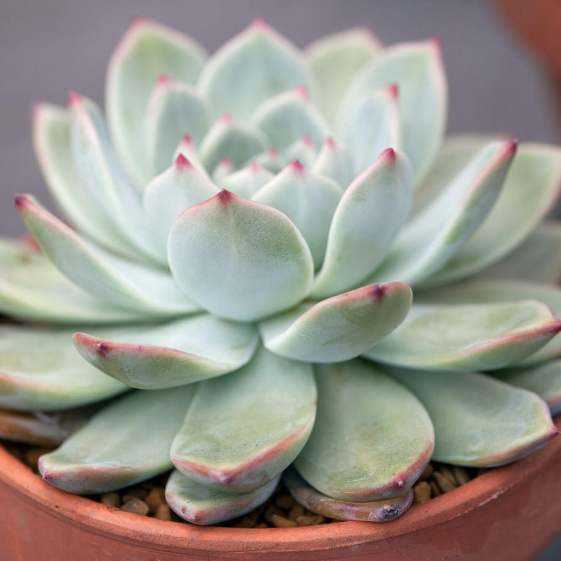 Echeveria Seeds - Succulent Plant Seeds for Home Gardens