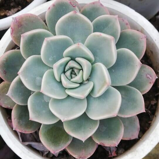 Echeveria Seeds - Succulent Plant Seeds for Home Gardens