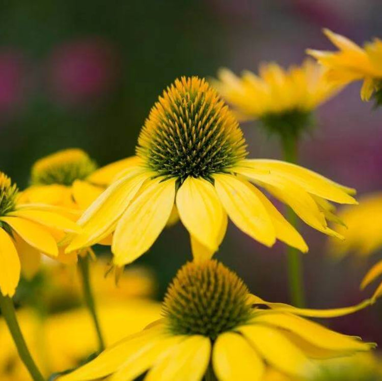 Echinacea Leilani Seeds - Heirloom Flower Plant for Home Gardens