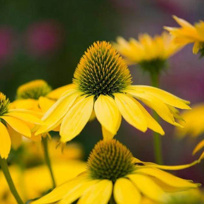 Echinacea Leilani Seeds - Heirloom Flower Plant for Home Gardens