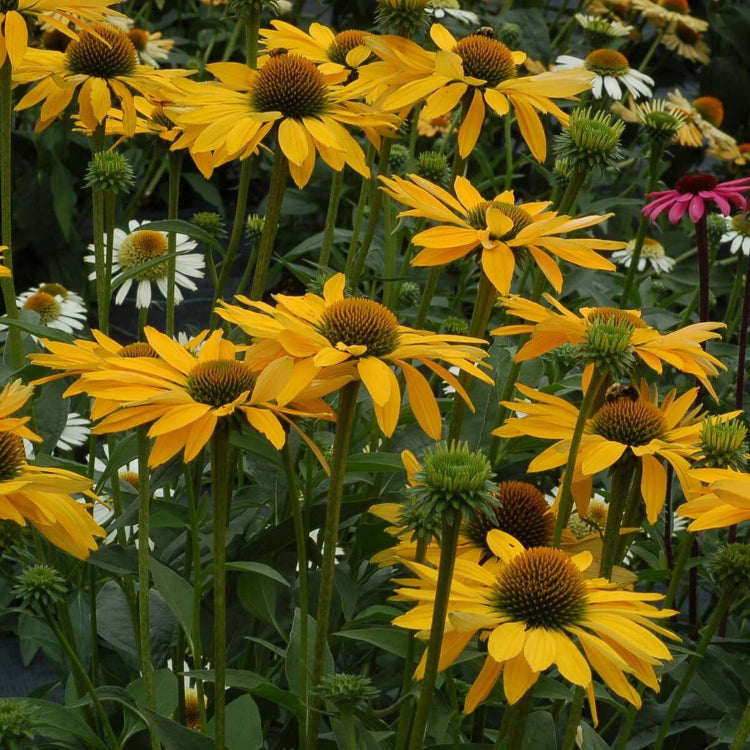 Echinacea Leilani Seeds - Heirloom Flower Plant for Home Gardens