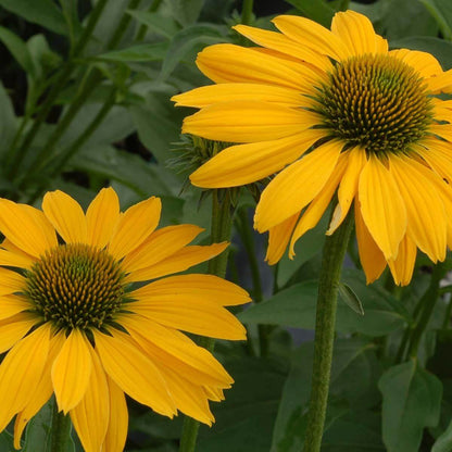 Echinacea Leilani Seeds - Heirloom Flower Plant for Home Gardens