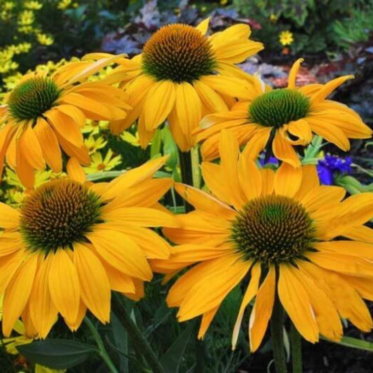 Echinacea Leilani Seeds - Heirloom Flower Plant for Home Gardens