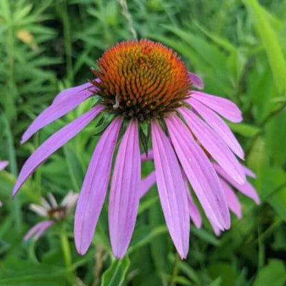 Echinacea purpurea Seeds - Herbal Plant