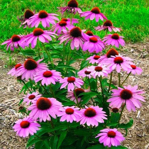 Echinacea purpurea Seeds - Herbal Plant