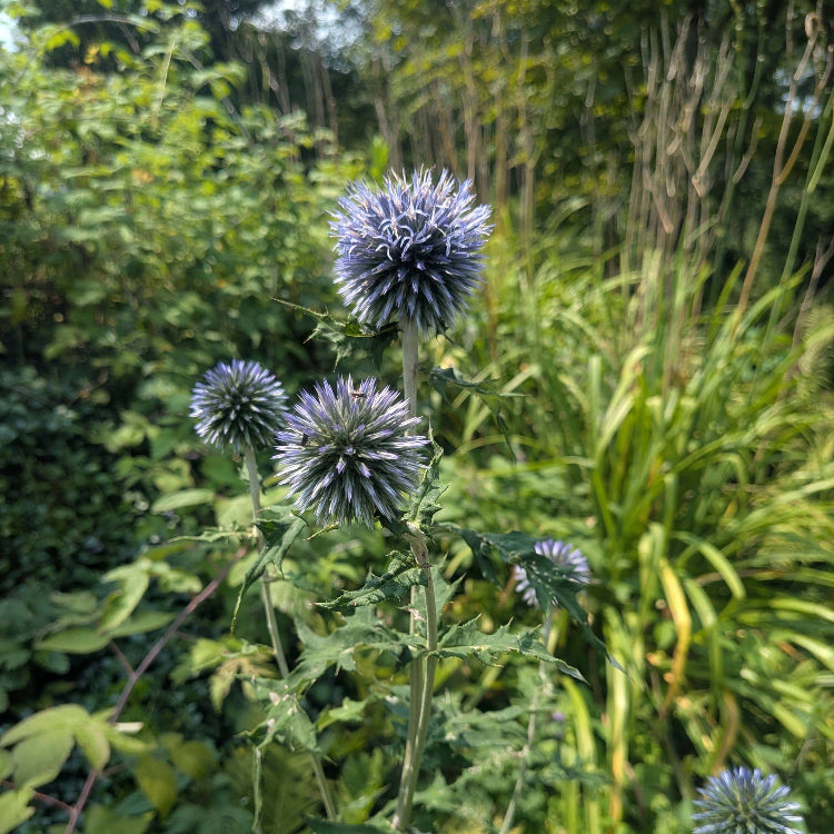 Echinops Ritro Seeds - Ornamental Plant Seeds for Home Gardens