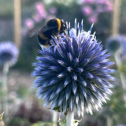 Echinops Ritro Seeds - Ornamental Plant Seeds for Home Gardens