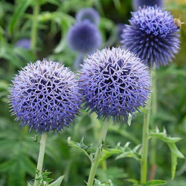 Echinops Ritro Seeds - Ornamental Plant Seeds for Home Gardens