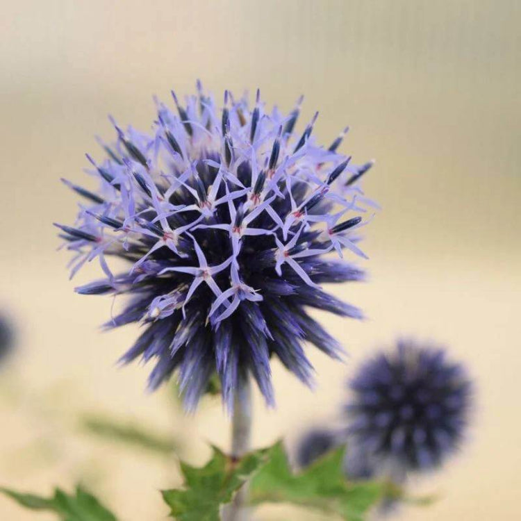 Echinops Ritro Seeds - Ornamental Plant Seeds for Home Gardens