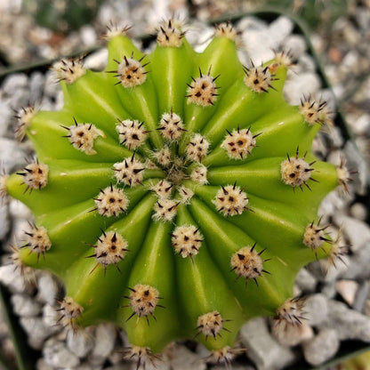 Echinopsis Seeds - Cactus Plant Seeds for Home Gardens