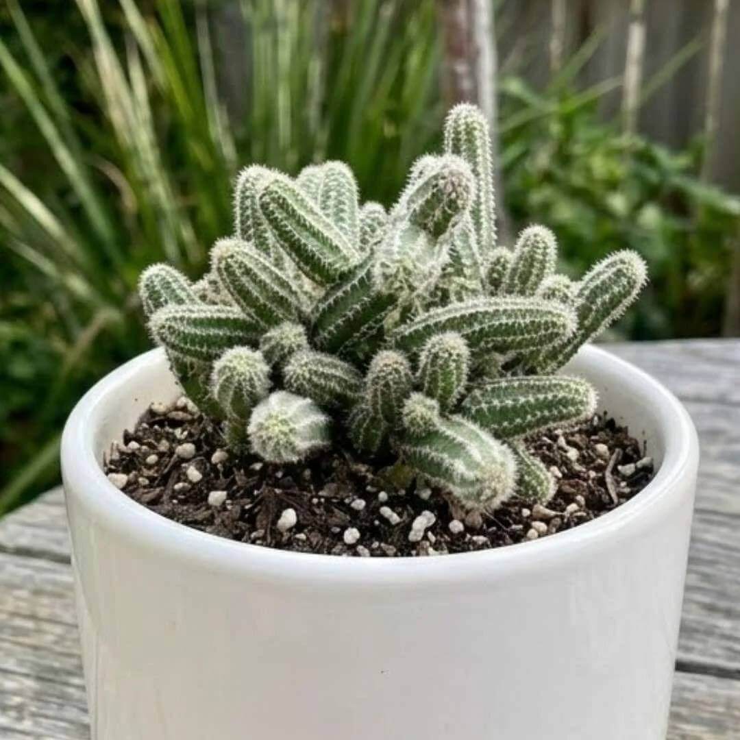Echinopsis Seeds - Cactus Plant Seeds for Home Gardens