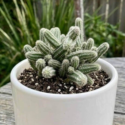 Echinopsis Seeds - Cactus Plant Seeds for Home Gardens