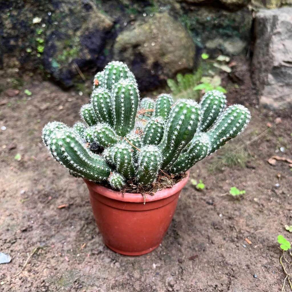 Echinopsis Seeds - Cactus Plant Seeds for Home Gardens