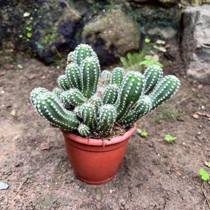 Echinopsis Seeds - Cactus Plant Seeds for Home Gardens