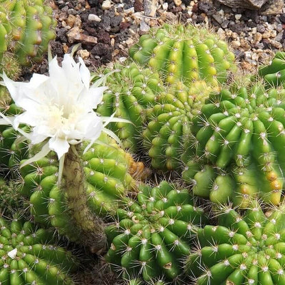 Echinopsis Seeds - Cactus Plant Seeds for Home Gardens