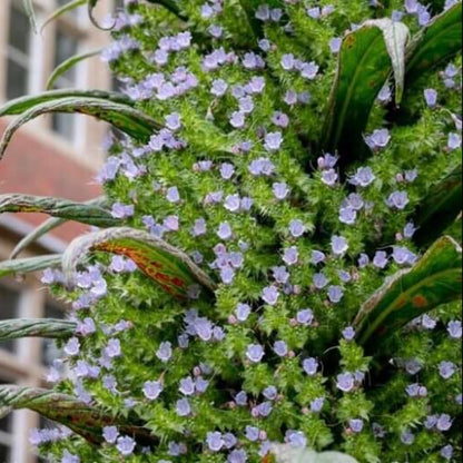 Echium Pininana Seeds - Ornamental Plant Seeds for Home Gardens