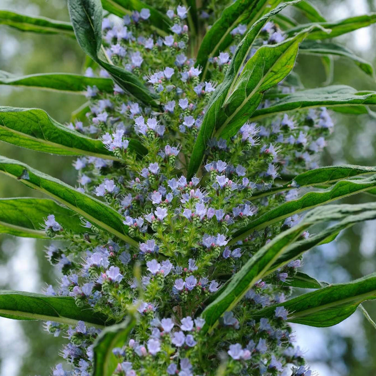 Echium Pininana Seeds - Ornamental Plant Seeds for Home Gardens